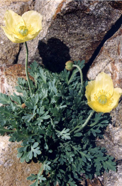 Papaver nudicaule photo